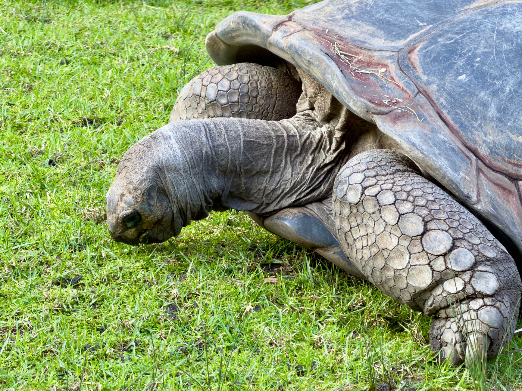 Pourquoi les tortues se réfugient-elles sous les panneaux solaires ?