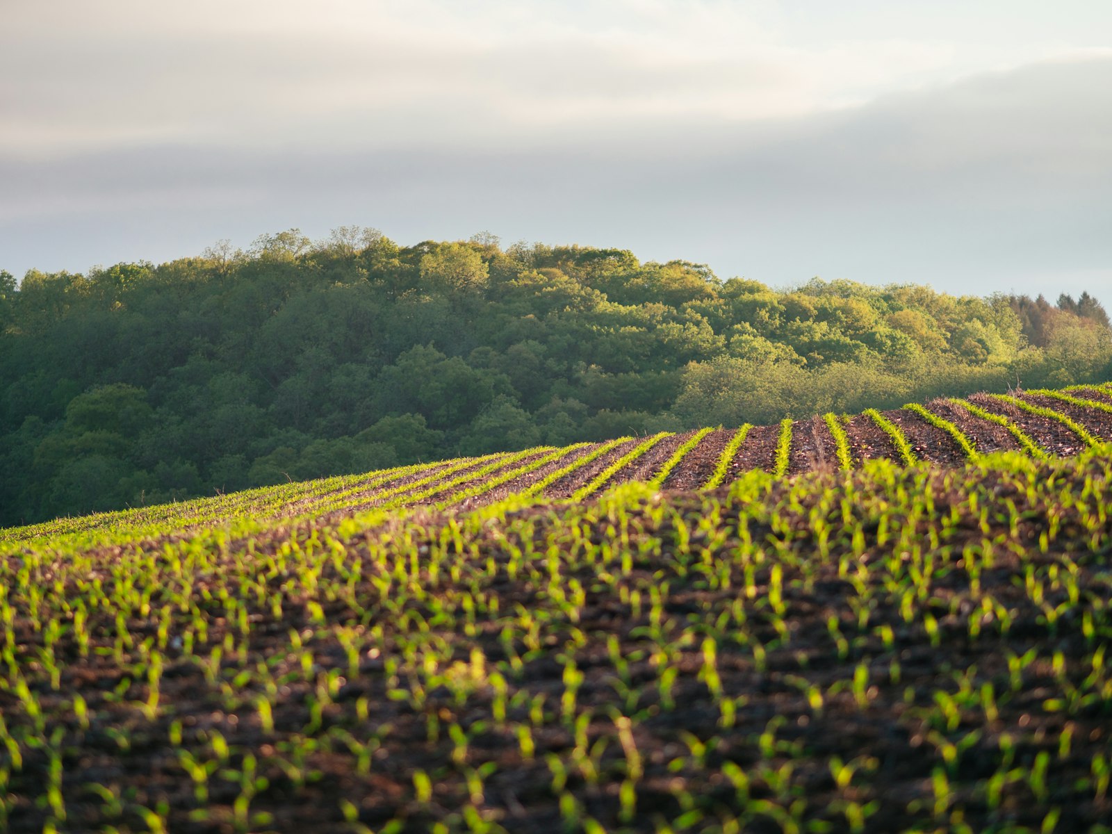 Finlande : 700 hectares de nouvelles terres et un dilemme pour les propriétaires