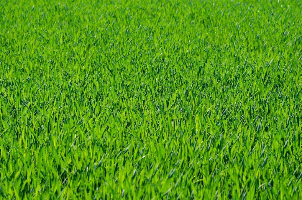 Pelouse dense bien installée après le semis