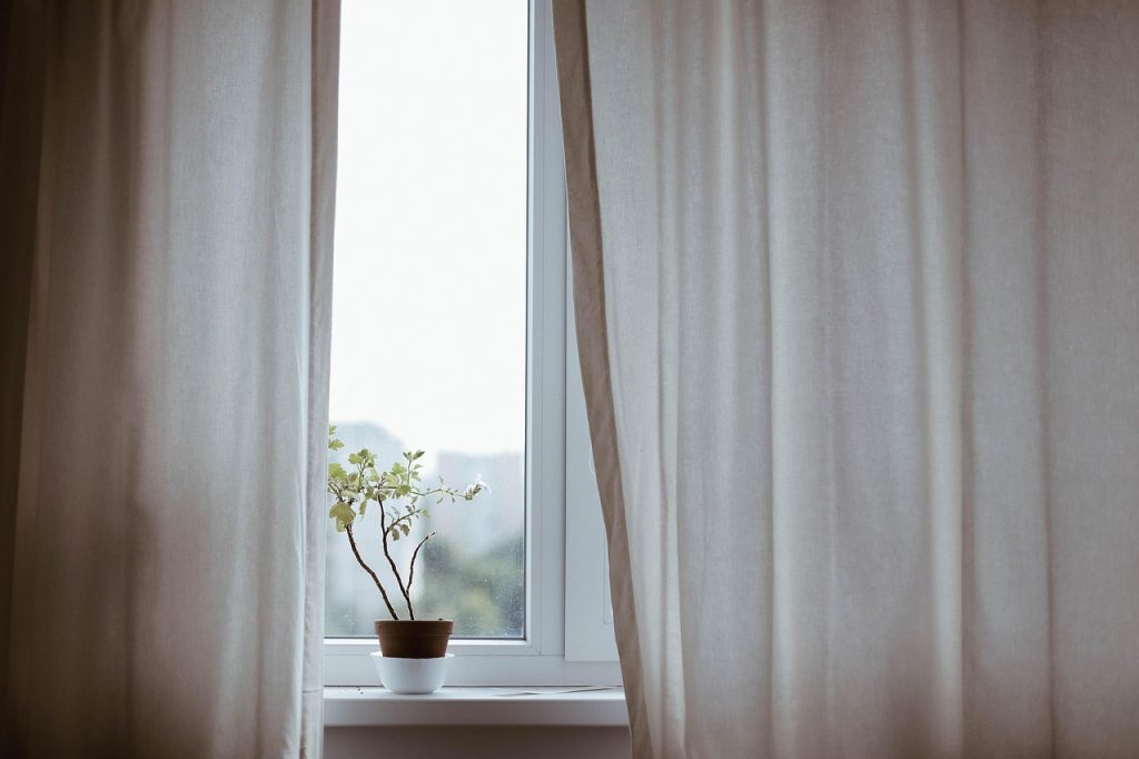 Plante d'intérieur purifiant l'air