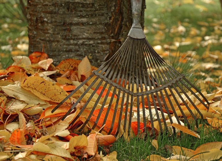 Préparer son jardin pour l&rsquo;automne : conseils pratiques