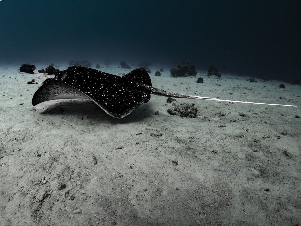 Raie évoluant sur les fonds marins