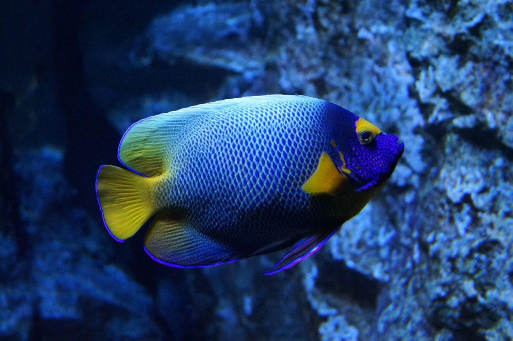 Poisson tropical dans son habitat marin