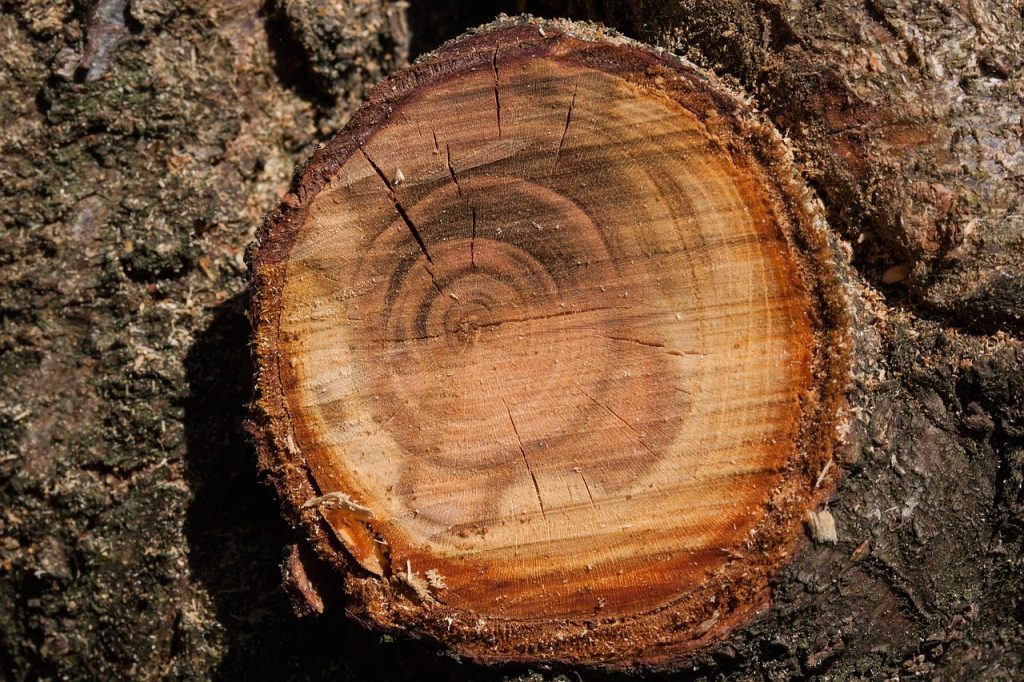 Coupe nette d'une branche taillée sur un arbre