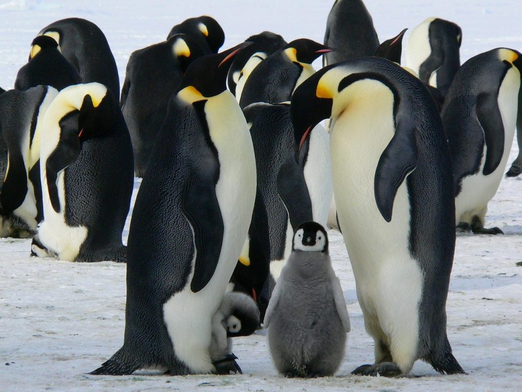 Colonie de manchots empereurs avec un jeune poussin en Antarctique