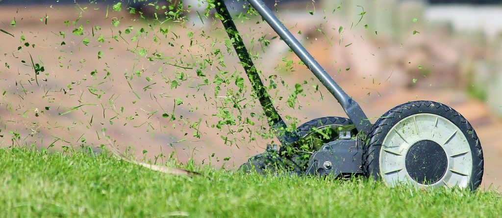 Tonte d'une pelouse en gardant l'herbe assez haute pour résister à la sécheresse