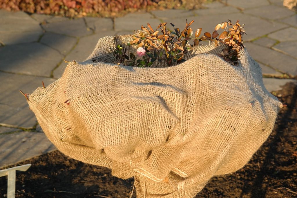 Plante protégée du gel par un voile d'hivernage
