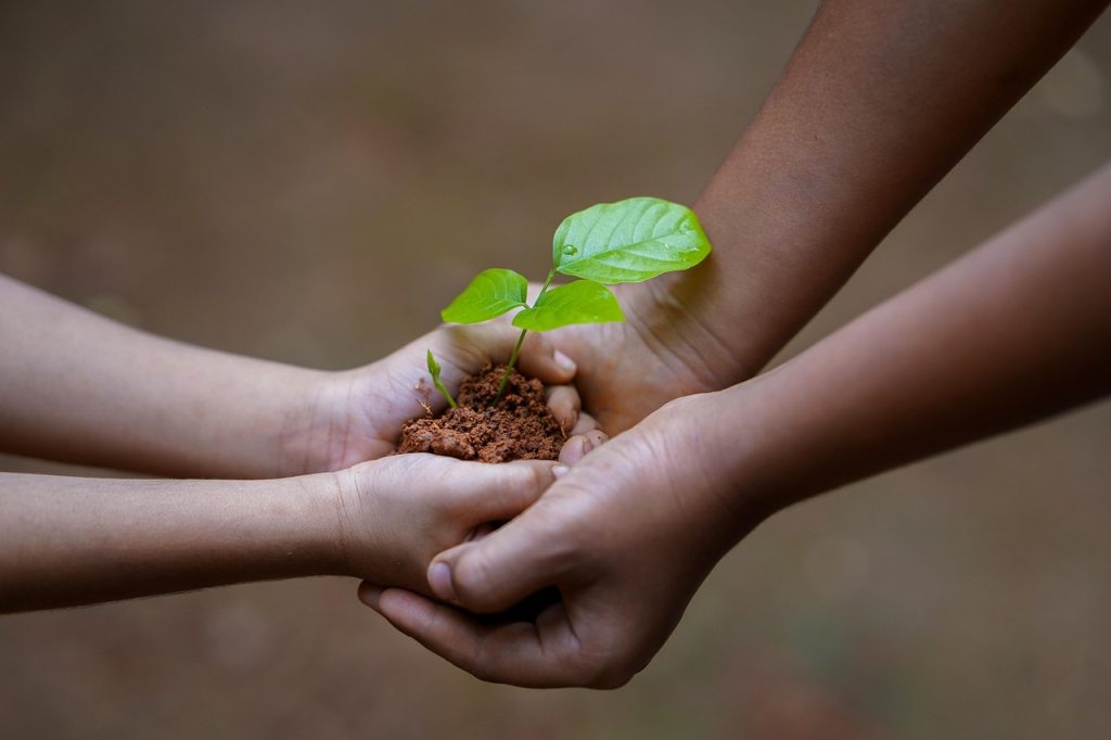 Plantation d'un jeune arbre dans un sol préparé