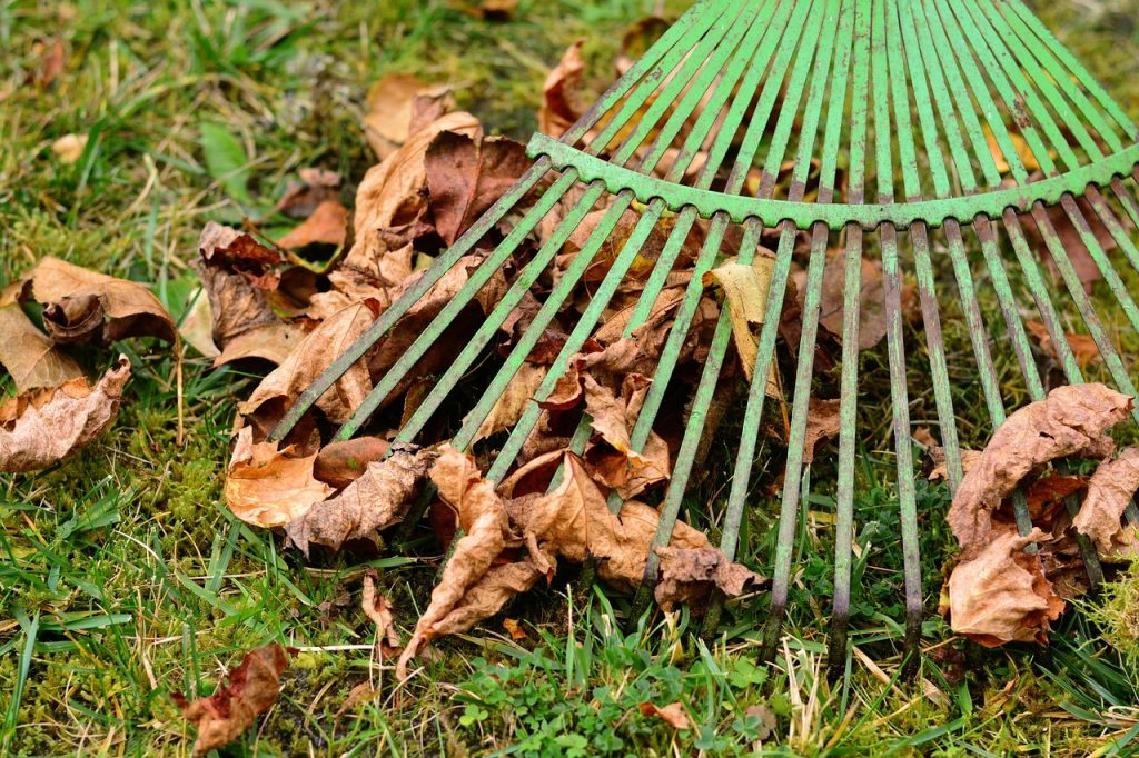 Ratissage des feuilles mortes dans le jardin en automne