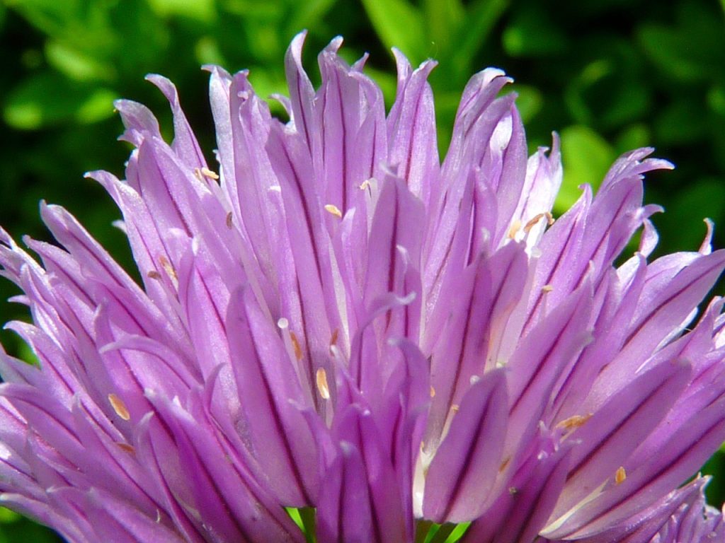 Fleurs de ciboulette dans le jardin avant les premières gelées