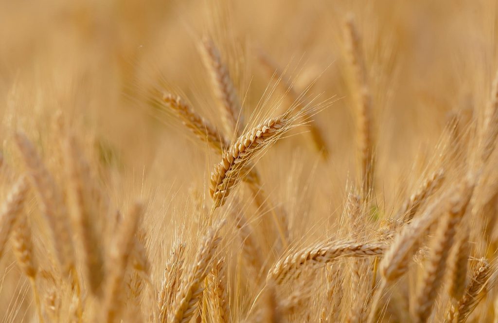 Champ de blé doré prêt pour la récolte
