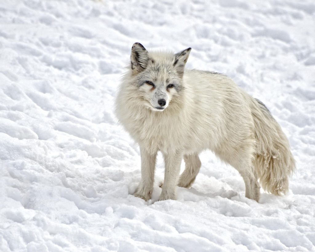 Renard arctique dans un paysage enneigé du Grand Nord
