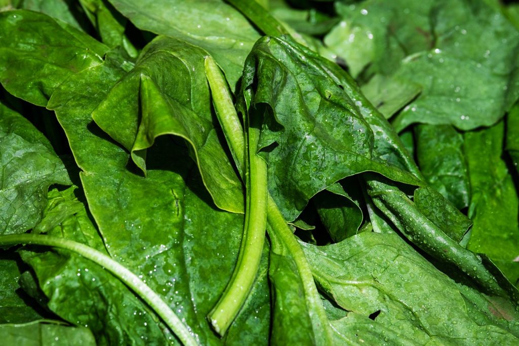 Feuilles d'épinards frais prêtes à être conservées