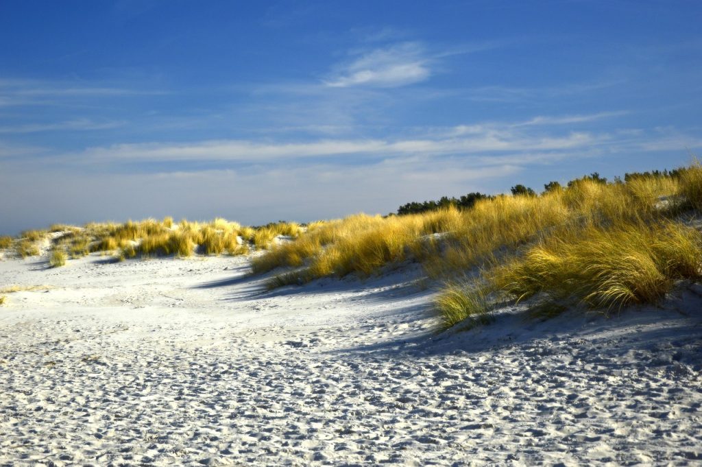 Dunes et herbes sur un rivage côtier nouvellement formé