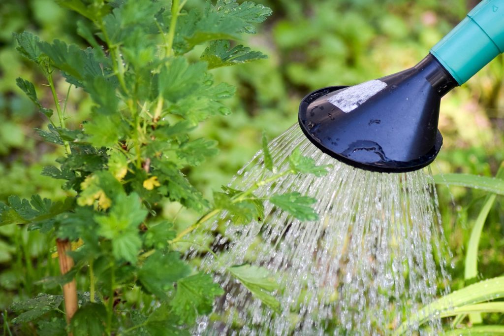 Arrosage ciblé au pied d'une plante pour économiser l'eau