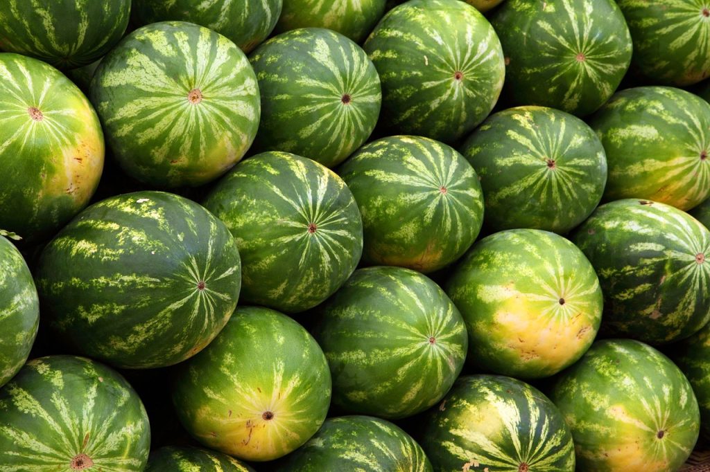 Pastèques fraîchement récoltées