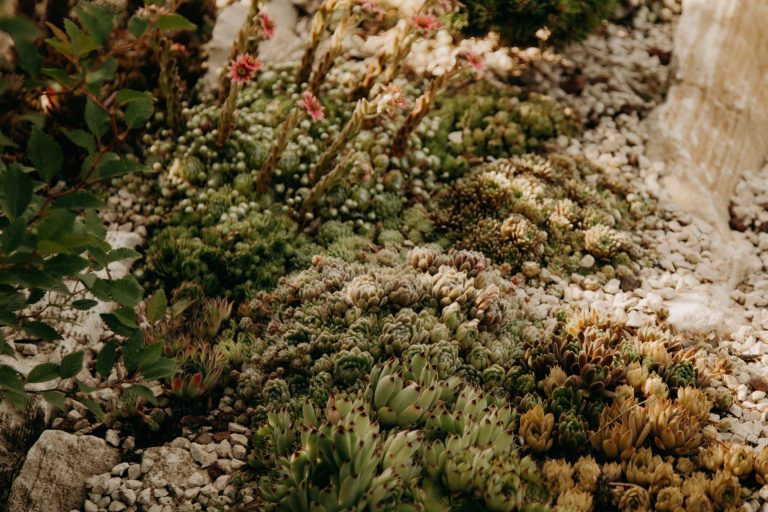 Aménager son jardin pour résister aux étés secs