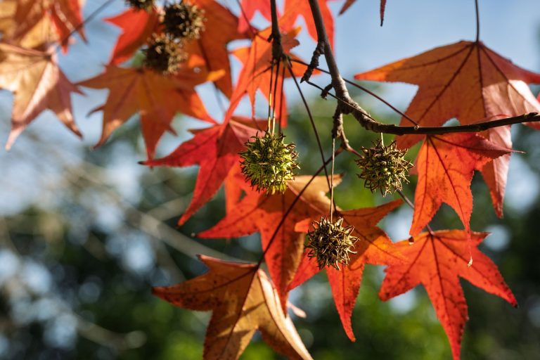 Quelles variétés de liquidambar choisir pour un jardin coloré en automne ?
