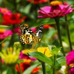 Créer un jardin écologique : guide pratique