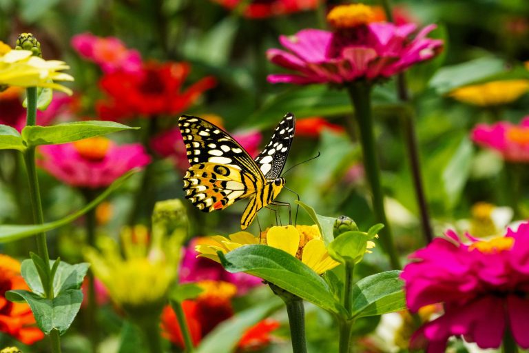 Créer un jardin écologique : guide pratique